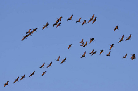 Migrating sandhill cranes