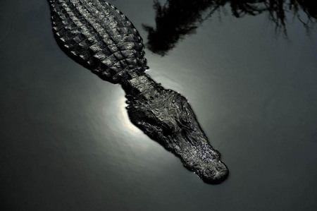 Stalking alligator