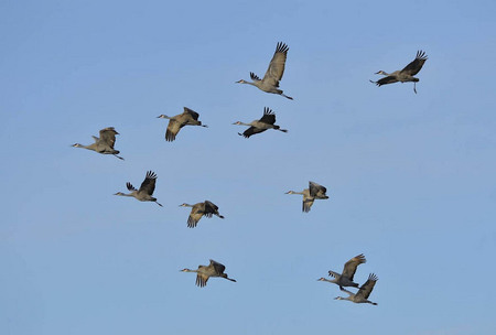 Sandhill cranes