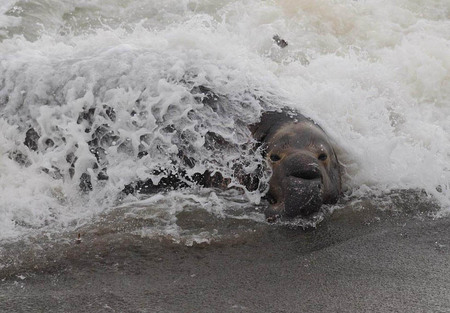 Elephant seal in surf