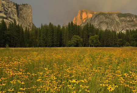 Meadow & Half Dome, Yosemite