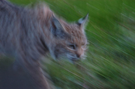 Stalking bobcat