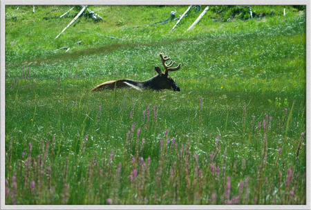 "Elk in Meadow"