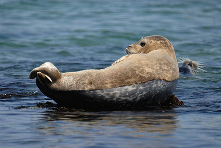 Harbor seal