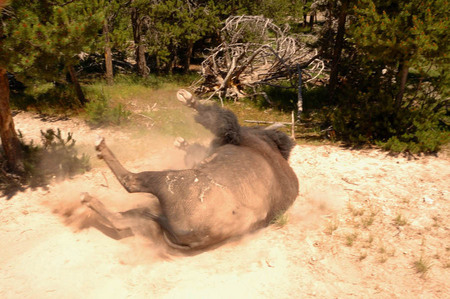 Bison dust bath