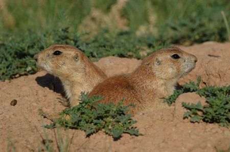 Prairie dogs