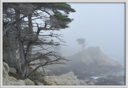 "Lone Cypress and Fog" 