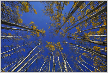 "Late Fall Aspens"