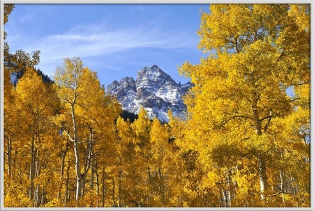 "Colorado Gold"