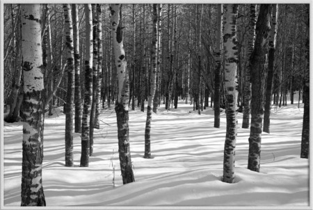 "Shadows in snow"