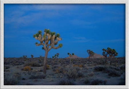 "A quiet evening at Joshua Tree"