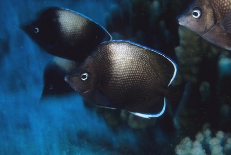 Endemic blackbacked butterflyfish 