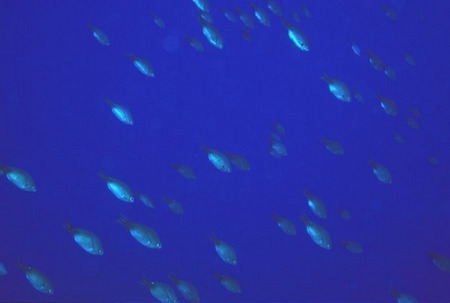 Blue chubs