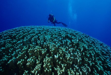 The 16 foot ball of coral called Kare Nui Nui