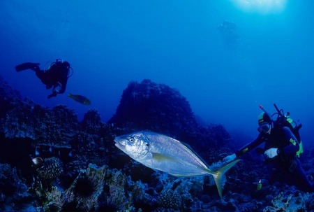 Divers with jack fish