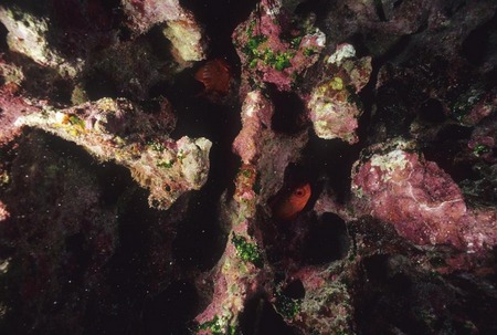 Glasseye hides in coral