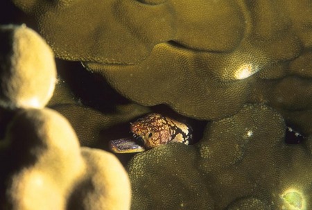 Moral eel hiding in coral