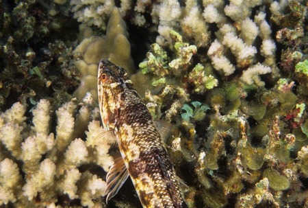 Lizardfish on coral