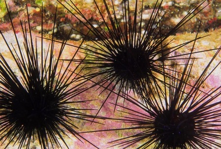 Pincusion sea urchins