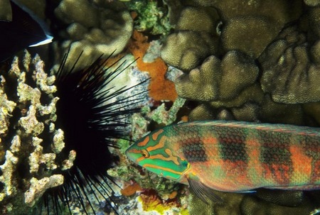 Rainbow wrasse