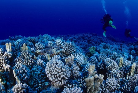 The bottom is covered everywhere with coral