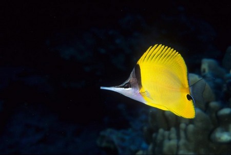 Yellow butterflyfish