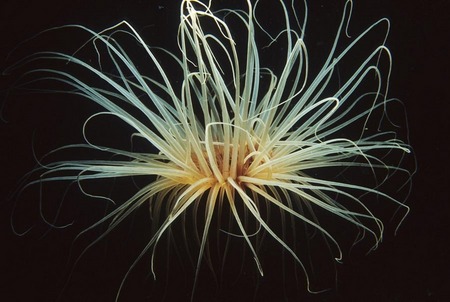 Burrowing anemone