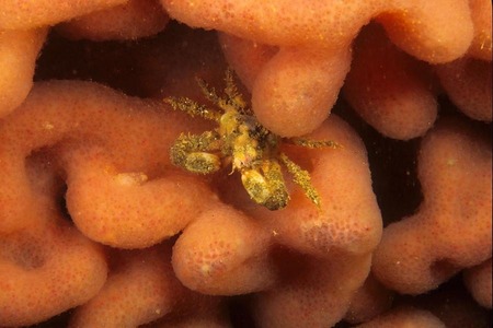 Crab in sponge