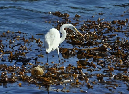 Snowy egret hunting a top kelp