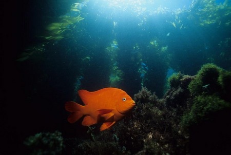 Garibaldi in kelp forest