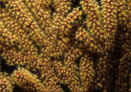 Gorgonian coral