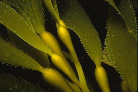 Kelp detail