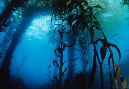 Kelp forest scenic