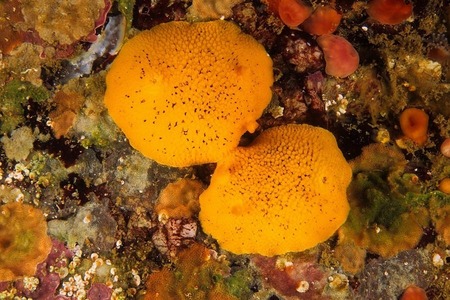 Lemon nudibranchs