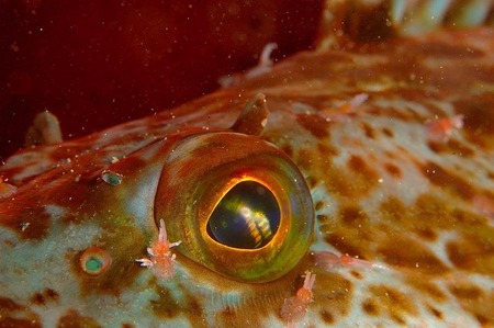 Lingcod eyes
