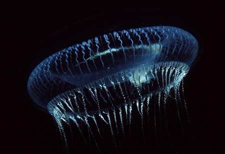 Moon jellyfish