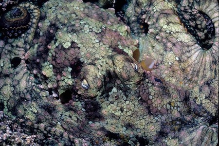 Octopus skin detail