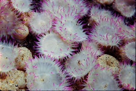 Pink-tipped anemones