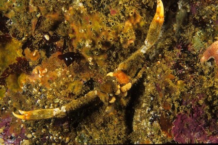 Reef crab