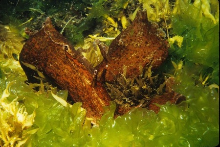 Sea hares in green algae