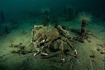 Giant sheepscrab with burrowing anemones