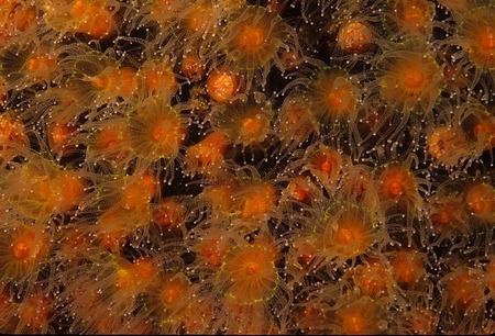Solitary corals