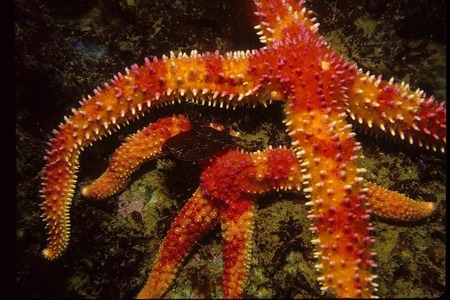 Spiny starfishes