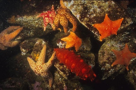 Starfishes and sea cucumber
