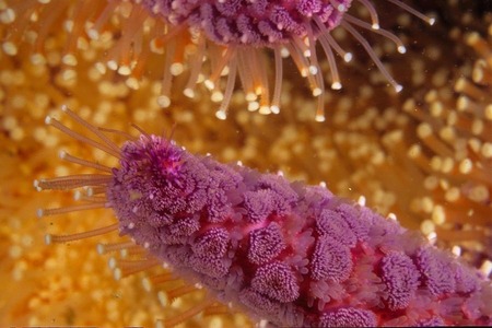 Starfish arm detail