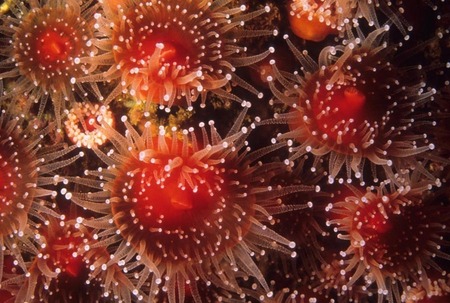 Strawberry anemones
