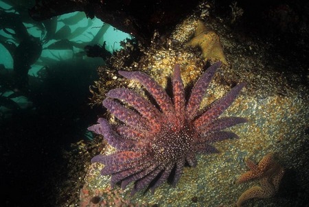 Sunstar