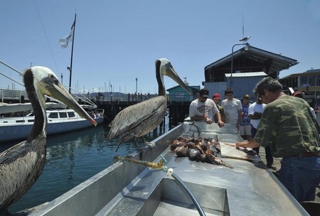 Cleaning his catch, Monterey harbor