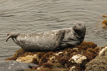 Harbor seal