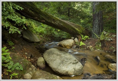 "Afternoon in the redwoods"